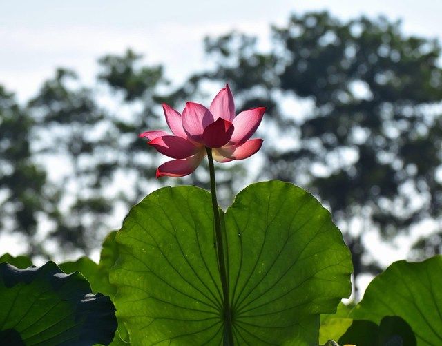 Tử vi của 12 con giáp trong ngày 6/6/2022