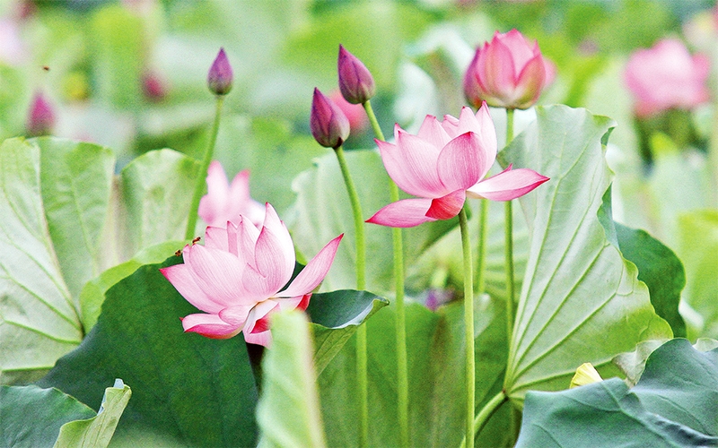 Tử vi của 12 con giáp trong ngày 8/6/2022