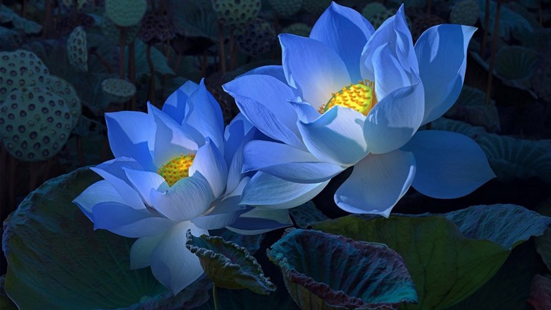 Tử vi của 12 con giáp trong ngày 1/9/2022