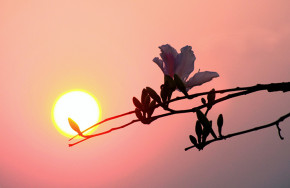 Tử vi của 12 con giáp trong ngày 12/10/2022