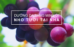 Công thức làm đẹp da với nho siêu hot