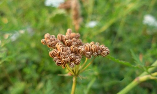 Bài thuốc biến gái nạ dòng thành trinh nữ là có thật?