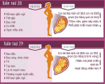 Sự thay đổi ở cơ thể mẹ bầu và bào thai ở giai đoạn tam cá nguyệt 3 (3 tháng cuối)