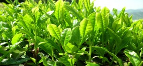 Sau khi điều trị hóa chất, dùng loại lá này sẽ "hồng hào trở lại"