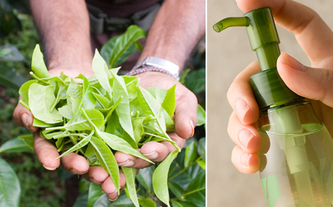 Hướng dẫn tự làm sữa rửa mặt trắng da từ trà xanh