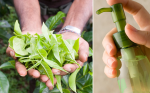Hướng dẫn tự làm sữa rửa mặt trắng da từ trà xanh