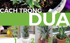 6 mẹo hay giúp rau củ sản sinh mãi mãi