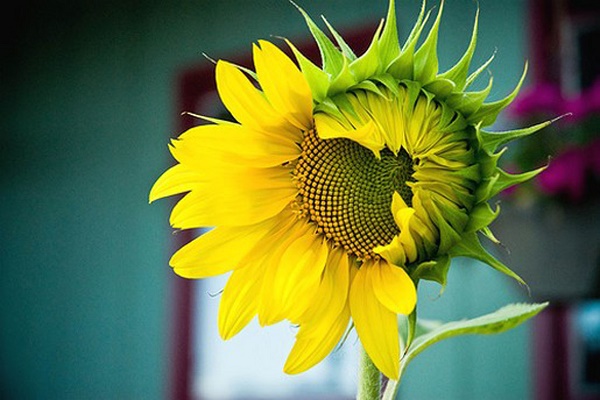 hoa hướng dương